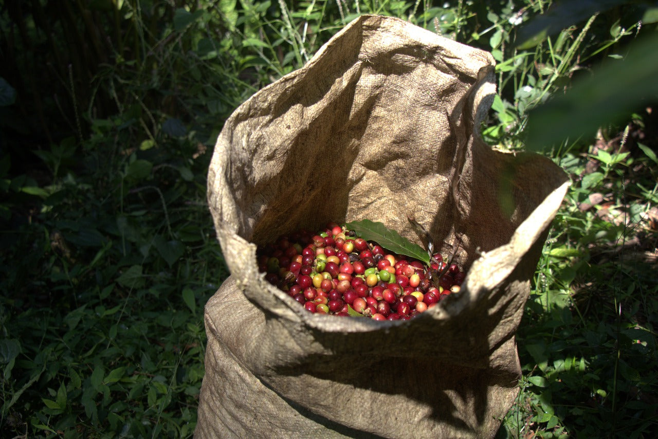 Morning Authority – Medium-Dark Roast Coffee (250g)