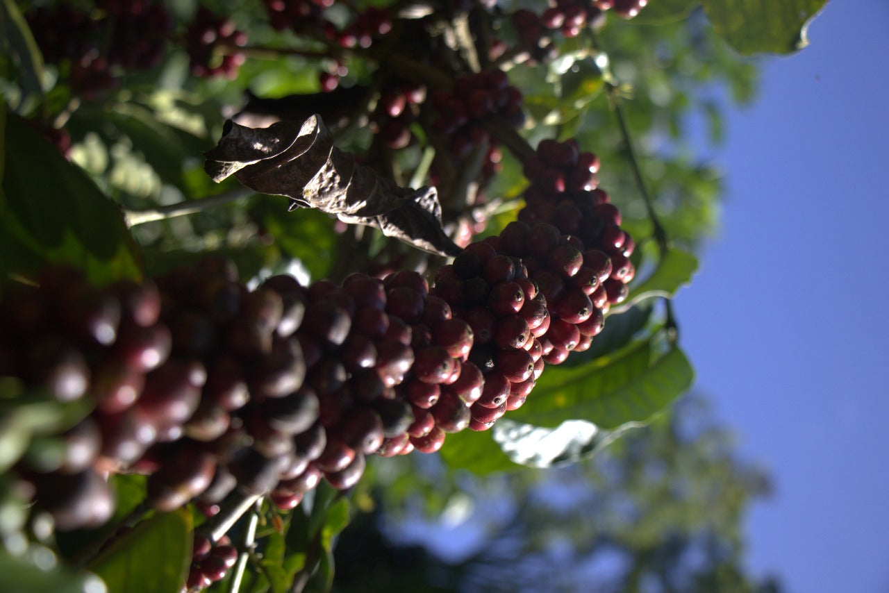 Morning Authority – Medium-Dark Roast Coffee (250g)